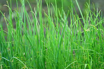 Young green onions grow in a garden bed