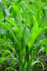 Young corn leaves grow in a garden bed