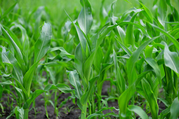 Obraz premium Young corn leaves grow in a garden bed