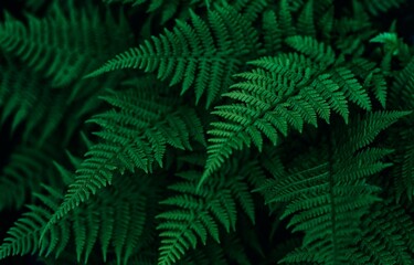 Fototapeta na wymiar Perfect natural fern leaves in a dark and moody feel. Horizontal background pattern, great for decorations.