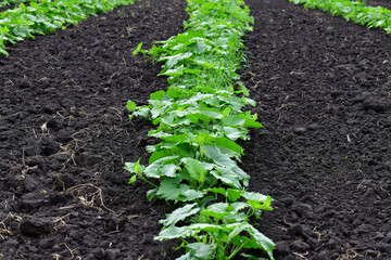Young green pumpkin grow in a garden bed
