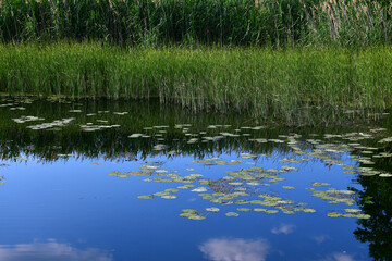 Fototapeta na wymiar Fragment of river with water lilies and sedge on bank, July