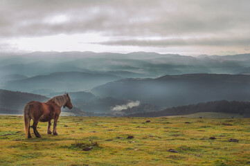 sunset in the forest autumn