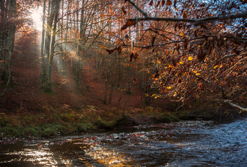 sunset in the forest autumn