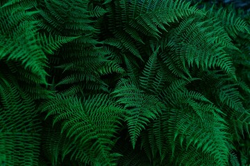 Naklejka na ściany i meble Perfect natural fern leaves in a dark and moody feel. Horizontal background pattern, great for decorations.