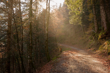 sunset in the forest autumn