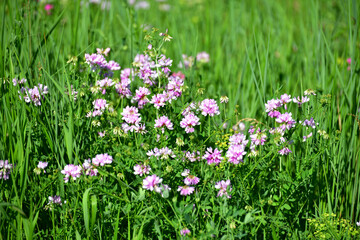 Fototapeta premium Blooming pink clover on the lawn, spring