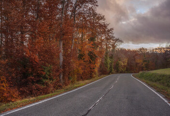 autumn in the forest and the road