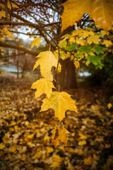 tree leaves in autumn with soft light