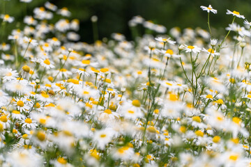daisies in a field