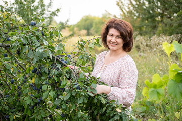 The woman in plum garden harvests the harvest