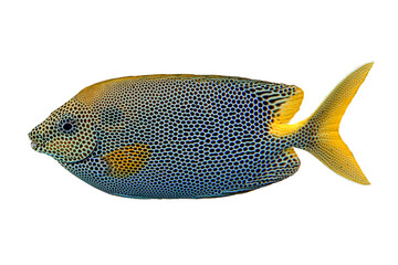 Tropical coral fish Stellate rabbitfish  isolated on white background - obrazy, fototapety, plakaty