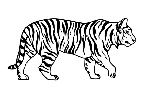Tiger sketch. Contour vector illustration. Vector Black and White Tiger.