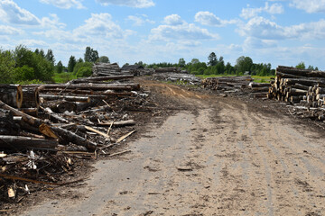 Fototapeta na wymiar illegal logging and sale of timber. sawn trees in nature. environmental Protection.
