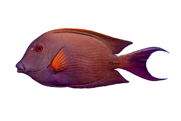 Tropical coral fish Striated surgeonfish  isolated on white background
