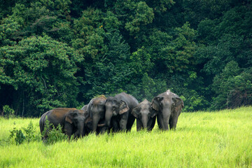 Elephants Asia