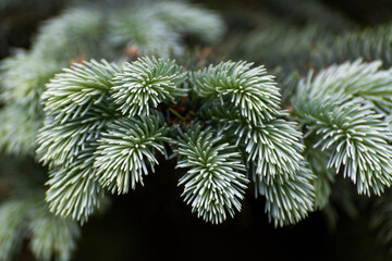 Te twigs of blue spruce close up