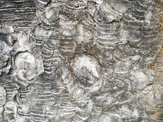 Dirty horizontal fossil pattern concrete background texture