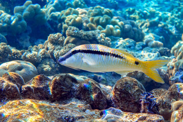 Red sea goatfish (parpeneus forsskali), Egypt