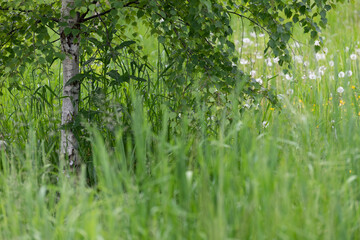 Fragment of a glade with a birch trunk and dandelions