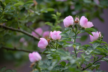 Blooming rose bush, many small flowers