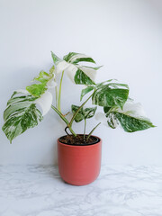 Monstera albo borsigiana or variegated monstera, full plant in a planter against a white background