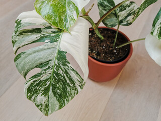 Monstera albo borsigiana or variegated monstera. Leaf closeup of a full plant in a planter on a wooden floor. - obrazy, fototapety, plakaty