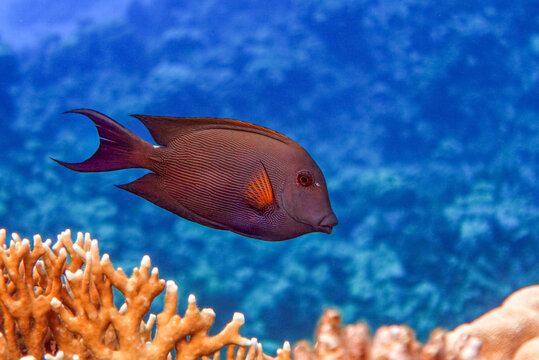Striated surgeonfish Ctenochaetus striatus in Red sea ,Egypt