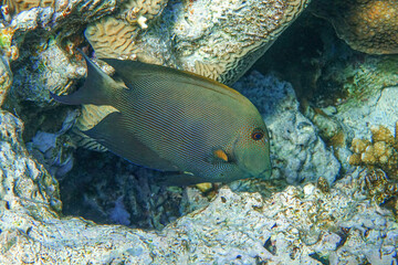 Naklejka na ściany i meble Striated surgeonfish Ctenochaetus striatus in Red sea ,Egypt