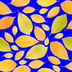 Pattern from an autumn yellow leaf of a tree. 
