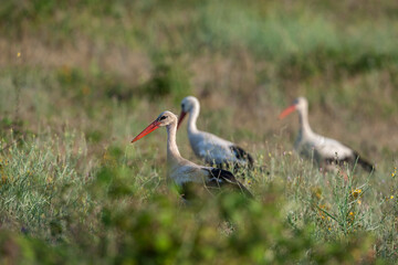 Fototapeta na wymiar A group of white storks (Ciconia ciconia) walking in the meadow