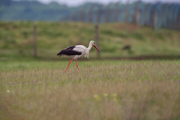 White stork (Ciconia ciconia) walking in the meadow