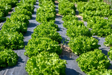Green lettuce leaves growing on the field. Fresh lettuce growing in soil. Organic lettuce ready for harvest. Fresh lettuce leaves, close up. 