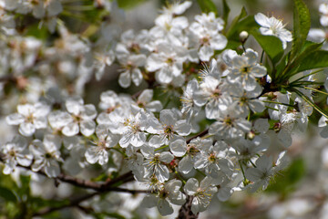 Obraz premium Cherry branch in an abundant flowering, macro