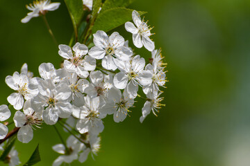 Cherry branch in an abundant flowering, macro