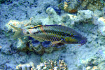 Obraz na płótnie Canvas Longbarbel goatfish, Red sea fish