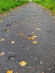 yellow autumn leaves on wet sidewalk in the evening after rain.