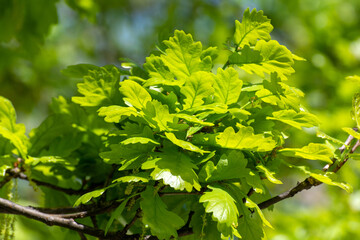 Fototapeta na wymiar oak twig with an young spring leaves
