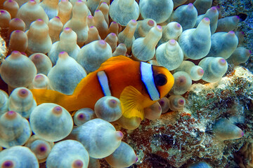 Red Sea anemonefish - Red Sea clownfish  (Amphiprion bicinctus)
in bubble anemone. Close up. 
