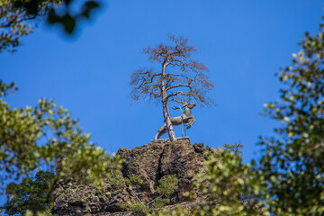 Wildromantisches Höllental