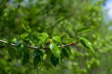 Poplar branch with young leaves in early spring
