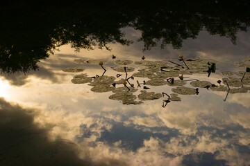 Reflection clouds in a pond with nuphar lutea