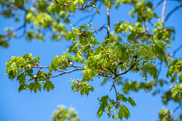 Maple branch with young leaves in early spring