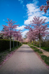 Germany, Springtime colors at road in city freiburg im breisgau with beaautiful blooming trees in pink and violet color