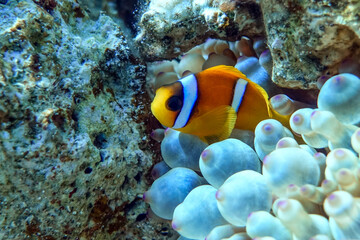 Naklejka na ściany i meble Red Sea anemonefish - Red Sea clownfish (Amphiprion bicinctus) in bubble anemone. Close up. 