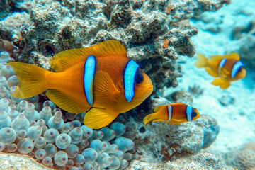 Plakat Red Sea anemonefish - Red Sea clownfish (Amphiprion bicinctus)
