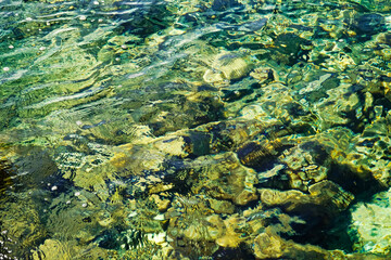 Fototapeta na wymiar Rib on clear sea water, rocky seabed, Adriatic sea 