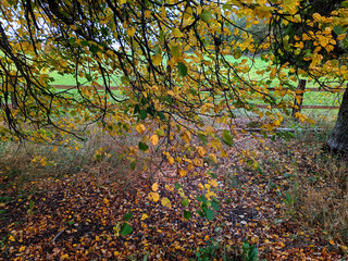 branches of an autumn tree with colored leaves.