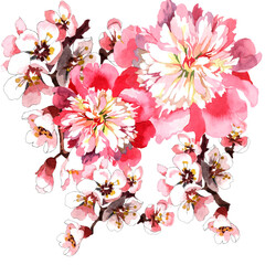 Pink peonies and apricot blooming branches watercolor isolated on white background illustration for all prints.