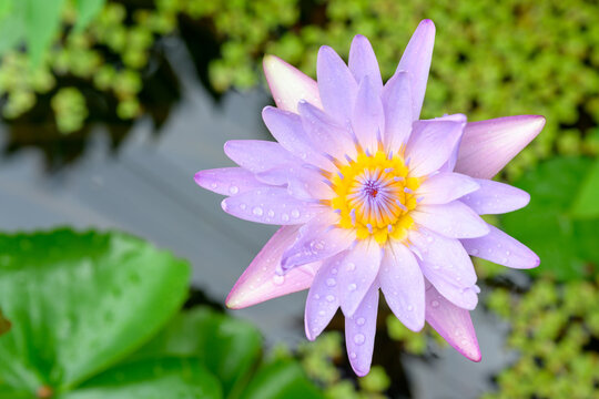 top view photo of beautiful lotus flower lotus flower in the pond green lotus leaf background